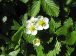 SX14190 Wild strawberry flowers (Fragaria vesca).jpg